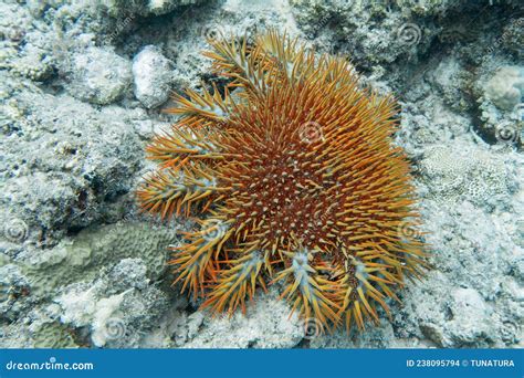  Acanthaster! Le Roi des Épines Dangereuses qui Dévore les Récifs