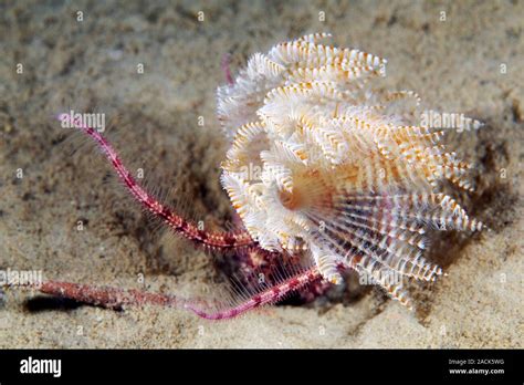  Branchiomma! Un ver marin qui se déguise en algue pour mieux piéger sa proie