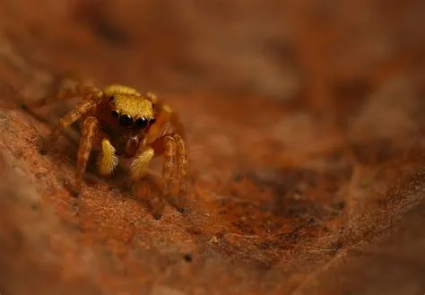  Mesoplobus! Un araignée sauteuse à la silhouette incroyablement étrange qui excelle dans l'art du camouflage