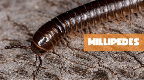  Millipède : un maître de la décomposition et du camouflage terrestre étonnant !