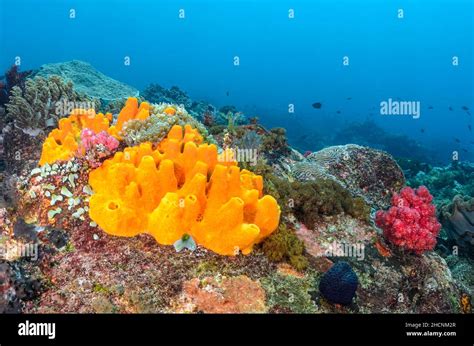  Oceanapia! Une Éponge aux Superpouvoirs de Filtration et d'Absorption