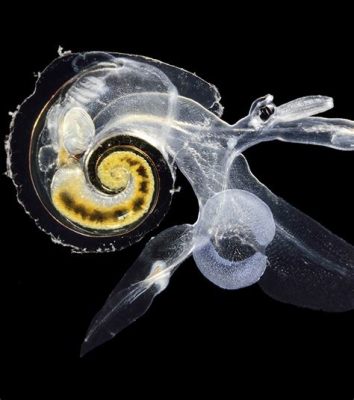  Oliva! Un escargot marin mystérieux aux reflets irisés qui brille dans les profondeurs océaniques