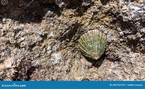  Patelle! Une Espèce Marine Fascinante qui Combine la Tenacité des Rochers et la Gravité de l’Océan