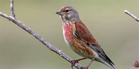  Roselin ! Un oiseau aux couleurs flamboyantes qui chante les mélodies de l'été