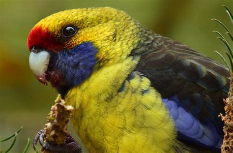  Rosella! Un perroquet aux couleurs vives qui chante comme un violoniste virtuose !