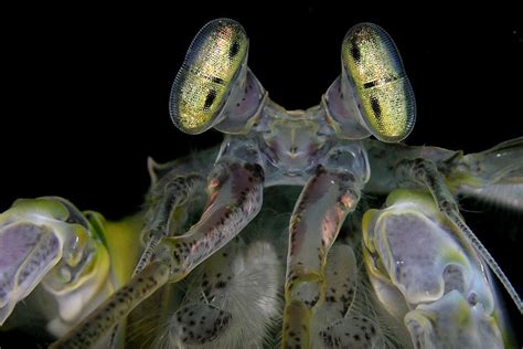  Squilla: Une Créature Marine Fascinante qui Se Fait Pas Si Sourire que Ça!