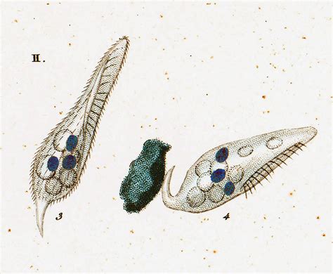  Uroleptus! Un Cilié Fascinant Qui Combine L'Élégance D'une Danse Marine à la Prédation Rapide d'un Chasseur Incessant