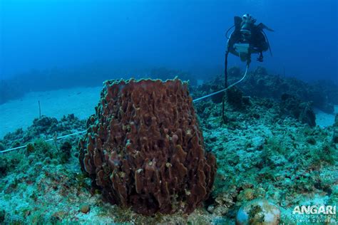  Yellow Barrel Sponge: A Curious Case of Underwater Architecture and Spiky Defense Mechanisms