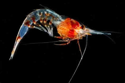  Zeuxo! Une crevette translucide qui nage dans les profondeurs abyssales et brille comme une étoile de mer bioluminescente