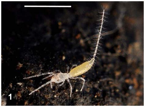  Eukoenenia! Un minuscule arachnide aux pattes immenses qui vit dans les profondeurs de la terre.