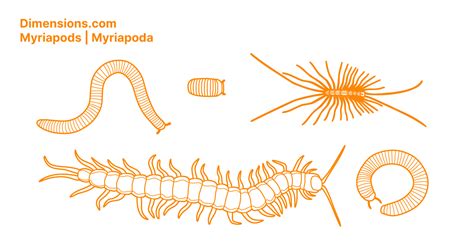  Eurygona: Un Myriapode qui Brille dans l'obscurité et dont les Segments sont Plus nombreux que vos Petits Doigts !