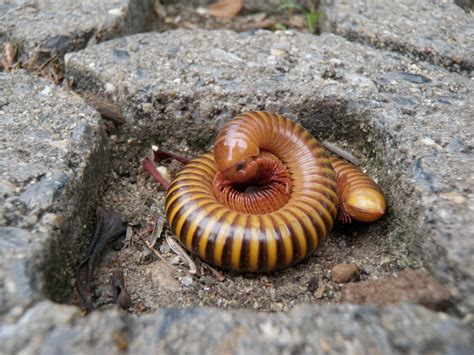  Flatback Millipede: Un petit géant terrestre aux nombreux anneaux mystérieux et fascinants!