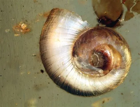  Garden Snail: Discover This Amazing Gastropod With Its Shell-Covered Home!