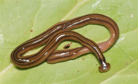  Génospora! Un Ver Plat Que Ne Vous Remercie Pas Après Une Bonne Pâture