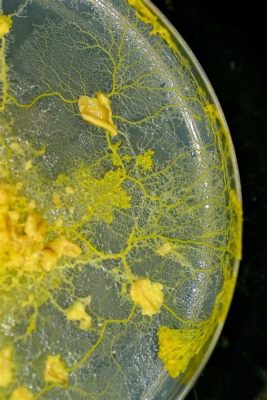  Investigating Iodamoeba! Unmasking a Tiny Slime Mold with Massive Microscopic Appetite