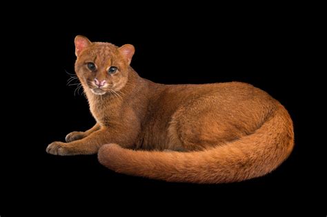  Jaguarundi! Un Félin Agile au Pelage Marbré qui Défie les Traditions du Monde Animal