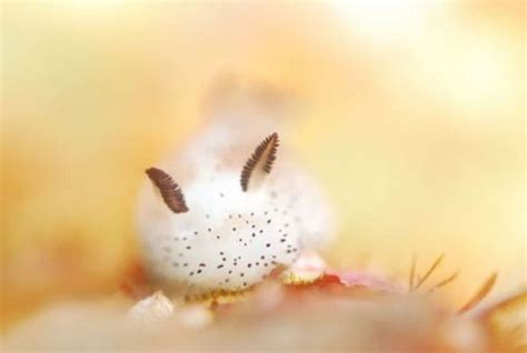  Limacé de mer! Découvre ce curieux animal qui se déplace en flotant et possède une apparence étonnante!