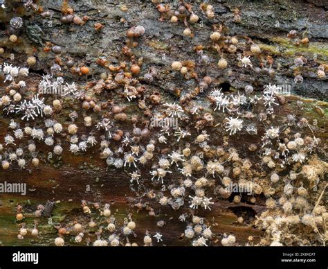  Microphallus: Le parasite des moules aux multiples facettes métamorphosantes!