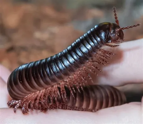  Millipede:  Une créature fascinante aux multiples pattes qui se déplace lentement et méthodiquement dans les environnements humides !