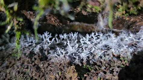  Myxomycete: Can This Shape-Shifting Slime Mold Really Solve Mazes?!