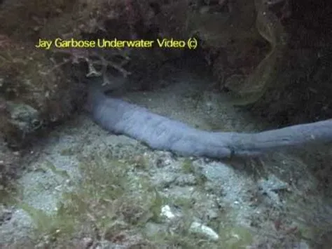  Némertiens: Des Vers de Mer Mystérieux aux Corps Fluides et Translucides!