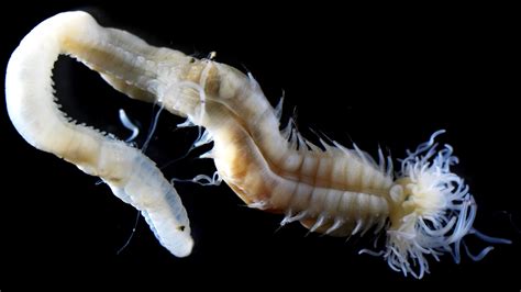  Oceanididae: Des Vers Marins Brillants Qui Navigent en Plissant Leurs Corps !