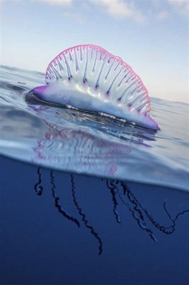  Physalia physalis: Une créature transparente qui danse avec le vent et s’accroche aux vagues!