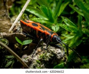  Pyrrhocoris! Le petit bouclier rouge flamboyants aux habitudes discrètes