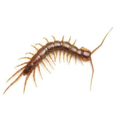  Quoivada: Un Myriapode aux Jambes Nombreuses qui Remue la Terre