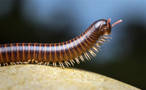  Rhysodes! Un Diplopode aux Pieds Multiples et à la Force Impressionnante