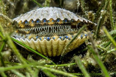  Scallops: Une créature marine fascinante aux mouvements surprenants malgré sa carapace rigide!