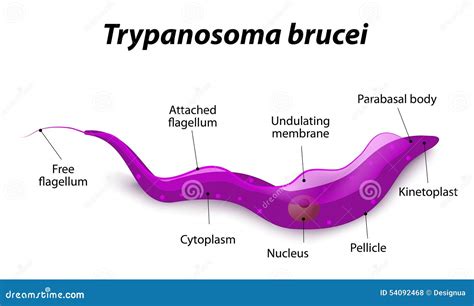  Trypanosoma:  Un champion microscopique du camouflage et de la survie!