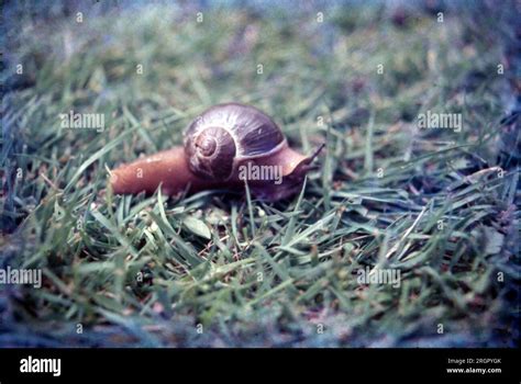  Whelk : Un Gastropode aux Abitudes Inhabituelles qui Fait Tourner les Têtes !