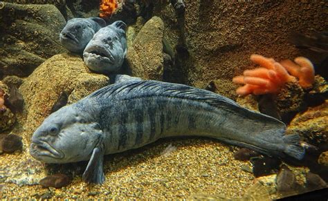  Wolffish : Un Prédateur Voraces aux Yeux Perçants et au Corps Robust !