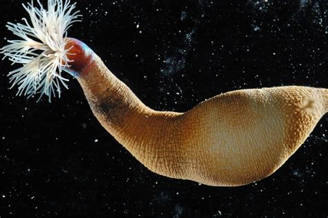  Worms Are Everywhere:  Meet the Worm That Swims With an Underwater Parachute!